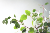 De beste tips om je planten in goede conditie te houden