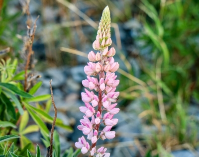 Waarom de lupine ineens in elke Nederlandse tuin staat